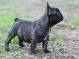 Chiot mâle Bouledogue Français LOF bringé disponible à l'achat