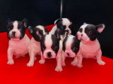 À réserver : des chiots Bouledogues Français LOF