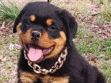 4 chiots Rottweilers noir et feu LOF &agrave; vendre