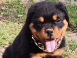 4 chiots Rottweilers noir et feu LOF &agrave; vendre