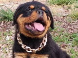 4 chiots Rottweilers noir et feu LOF &agrave; vendre