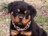 4 chiots Rottweilers noir et feu LOF &agrave; vendre