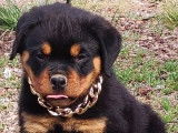 4 chiots Rottweilers noir et feu LOF &agrave; vendre