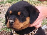 4 chiots Rottweilers noir et feu LOF &agrave; vendre