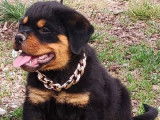 4 chiots Rottweilers noir et feu LOF &agrave; vendre