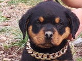 4 chiots Rottweilers noir et feu LOF &agrave; vendre