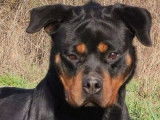 4 chiots Rottweilers noir et feu LOF &agrave; vendre