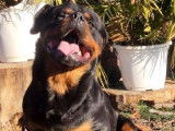 4 chiots Rottweilers noir et feu LOF &agrave; vendre