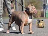 Femelle American Bully tricolore lilac à vendre