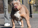 Femelle American Bully tricolore lilac à vendre