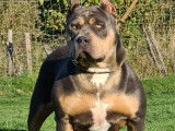 Très large femelle American Bully tricolore blue XL à vendre