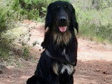 Mâle Hovawart LOF disponible pour saillie