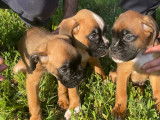 Magnifiques chiots Boxer LOF issus de grands champions à vendre