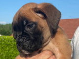Magnifiques chiots Boxer LOF issus de grands champions à vendre