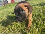 Magnifiques chiots Boxer LOF issus de grands champions à vendre