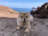 Magnifique mâle Chow Chow LOF disponible pour saillie