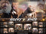 Chiots American Bully pocket &agrave; vendre