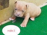 Chiots American Bully pocket &agrave; vendre