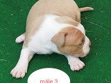 Chiots American Bully pocket &agrave; vendre
