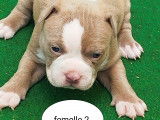 Chiots American Bully pocket &agrave; vendre