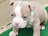 Chiots American Bully pocket &agrave; vendre