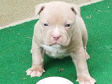 Chiots American Bully pocket &agrave; vendre