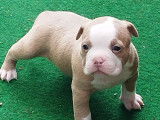 Chiots American Bully pocket &agrave; vendre