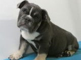 Robustes chiots Bouledogue Anglais de couleurs exotiques à vendre