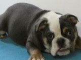 Robustes chiots Bouledogue Anglais de couleurs exotiques à vendre