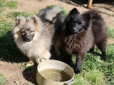3 chiots Spitz Allemands LOF à vendre
