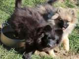3 chiots Spitz Allemands LOF à vendre