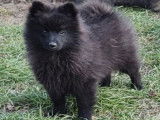 3 chiots Spitz Allemands LOF à vendre