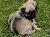 7 chiots Carlins LOF à réserver