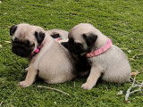 7 chiots Carlins LOF à réserver