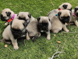 7 chiots Carlins LOF à réserver