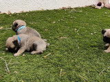 7 chiots Carlins LOF à réserver