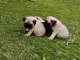 7 chiots Carlins LOF à réserver