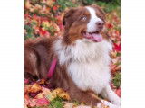 De race Berger Australien disponible pour saillie