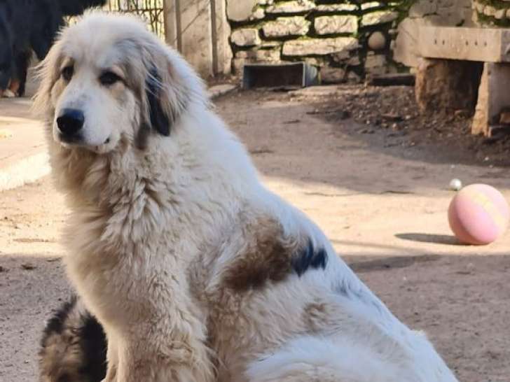 À vendre, 1 chienne Montagne des Pyrénées LOF