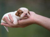 3 chiots Cavaliers King Charles LOF à réserver