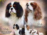 3 chiots Cavaliers King Charles LOF à réserver