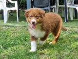 Un chiot Berger Australien LOF à vendre