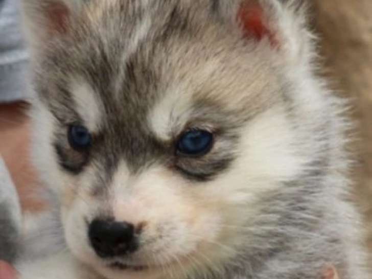 8 chiots Huskies de Sibérie LOF, d'avril 2023, à réserver