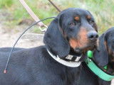 1 chien Courant Slovaque LOF disponible pour saillie