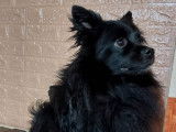 Chien Spitz Allemand noir à donner