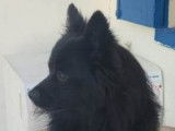 Chien Spitz Allemand noir à donner