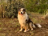 Mâle Berger Australien bleu merle disponible pour saillie