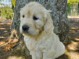 &Agrave; r&eacute;server, 5 chiots Golden Retrievers LOF