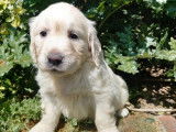 &Agrave; r&eacute;server, 5 chiots Golden Retrievers LOF