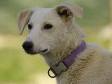 Chiot femelle crème à adopter